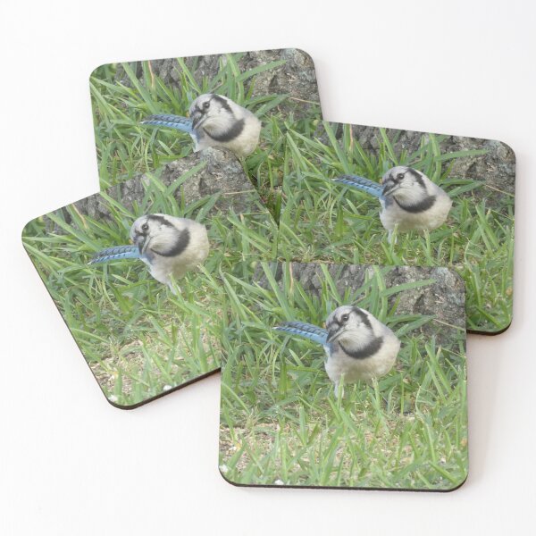 Item preview, Inquisitive Jay designed and sold by Birds-by-Bovi.