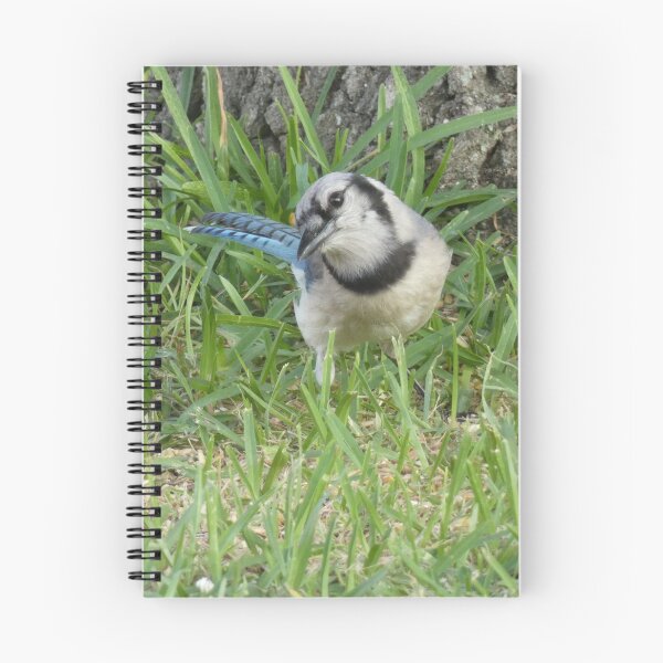 Item preview, Inquisitive Jay designed and sold by Birds-by-Bovi.