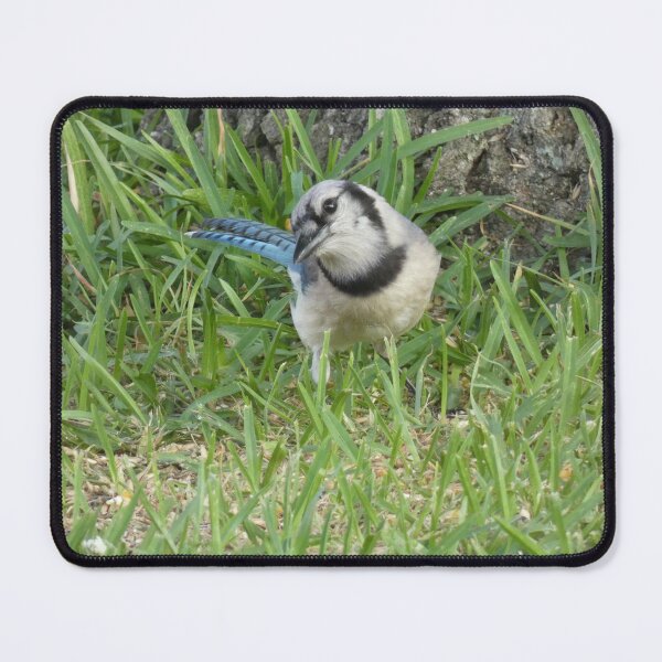 Item preview, Inquisitive Jay designed and sold by Birds-by-Bovi.