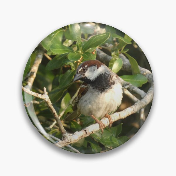 Item preview, Summertime Sparrow designed and sold by Birds-by-Bovi.