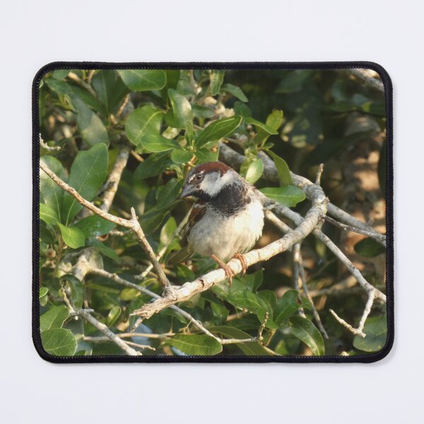 Item preview, Summertime Sparrow designed and sold by Birds-by-Bovi.