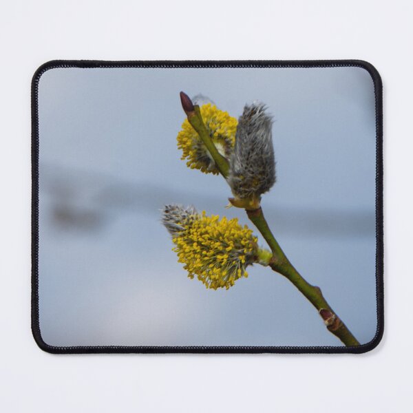 Item preview, The first willow males catkins of this year! designed and sold by jchanders.