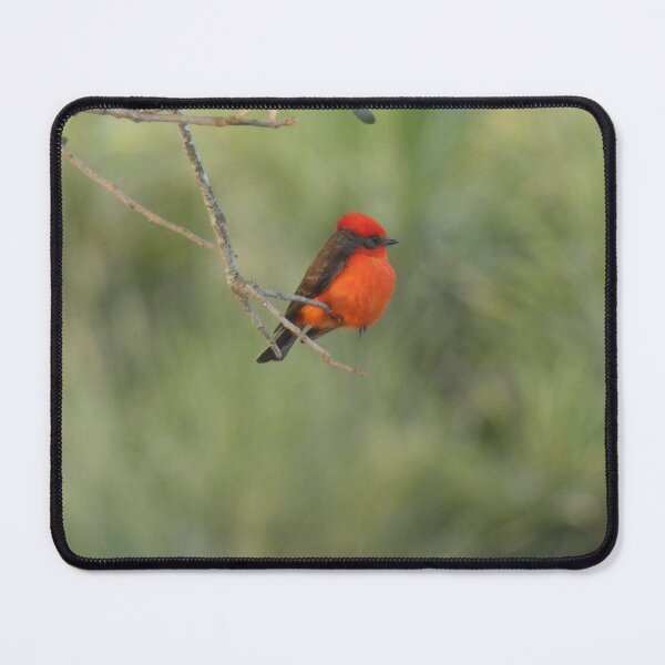 Item preview, Vermillion Flycatcher designed and sold by Birds-by-Bovi.