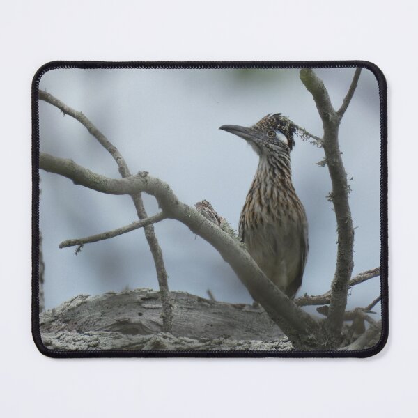 Item preview, Roadrunner in a Tree designed and sold by Birds-by-Bovi.