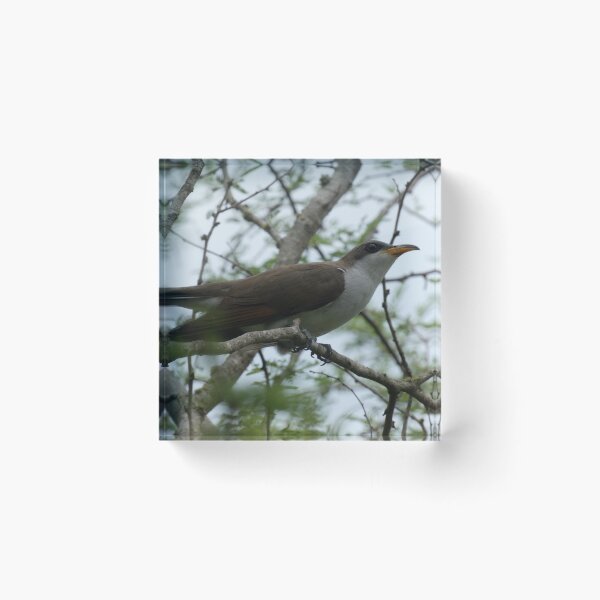 Item preview, Cuckoo! designed and sold by Birds-by-Bovi.