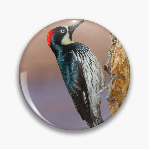 Item preview, Female Acorn Woodpecker designed and sold by Jeff Goulden Photography.