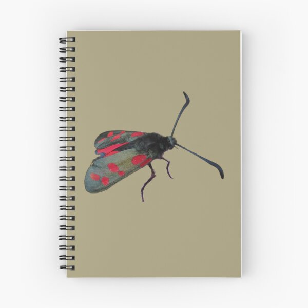Item preview, Six Spot Burnet Moth designed and sold by RainbowSpinkle.