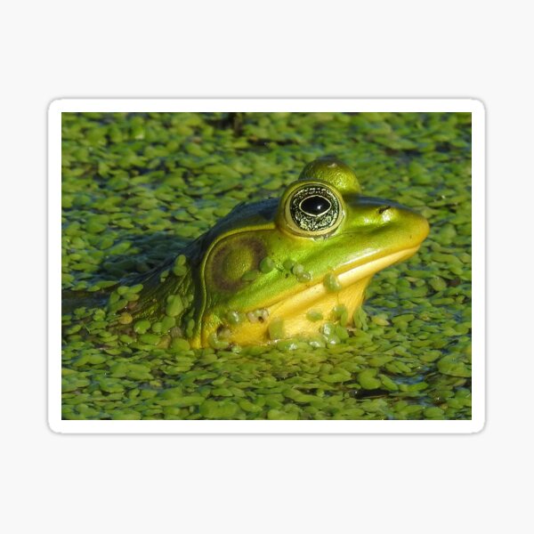 Artikel-Vorschau von Lustiges Bild von Frosch und Algen, designt und verkauft von shelley-wilde.