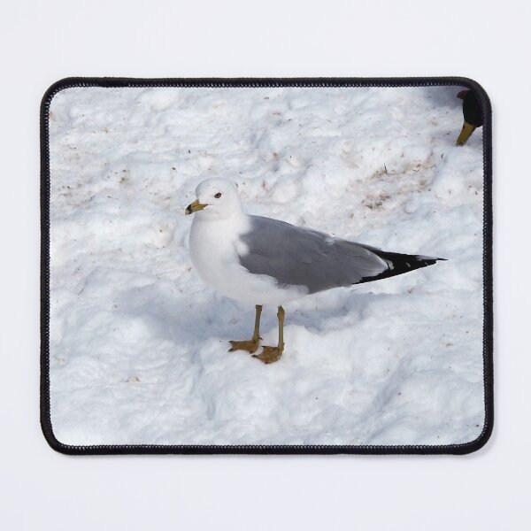 Item preview, Gull Standing On The Winter Snow designed and sold by BackyardBirder.