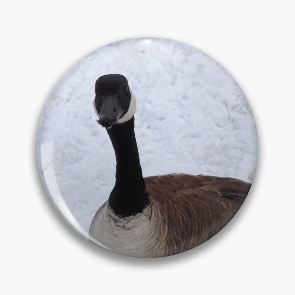 Item preview, Cute Canada Goose Staring At The Camera In The Winter designed and sold by BackyardBirder.