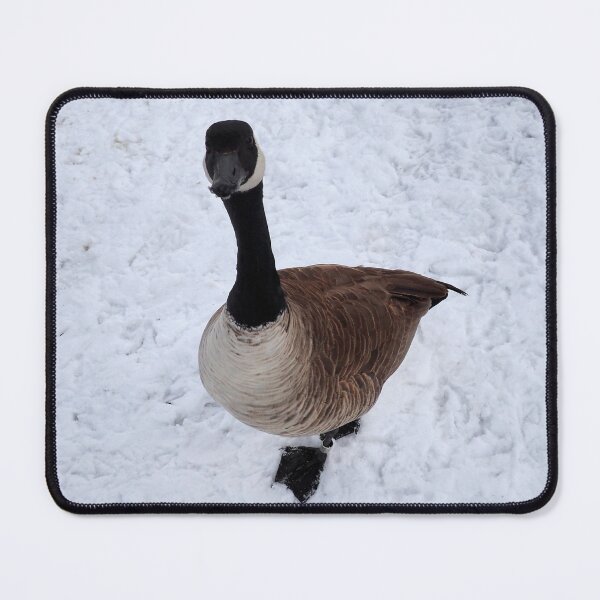 Item preview, Cute Canada Goose Staring At The Camera In The Winter designed and sold by BackyardBirder.