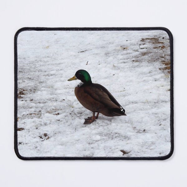 Item preview, Winter Duck With a Brown Chest designed and sold by BackyardBirder.