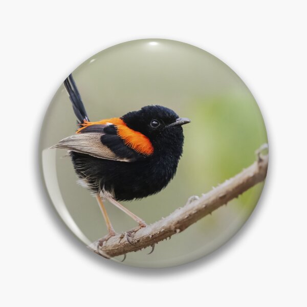 Item preview, Red-backed Fairywren designed and sold by BirdsofMelb.
