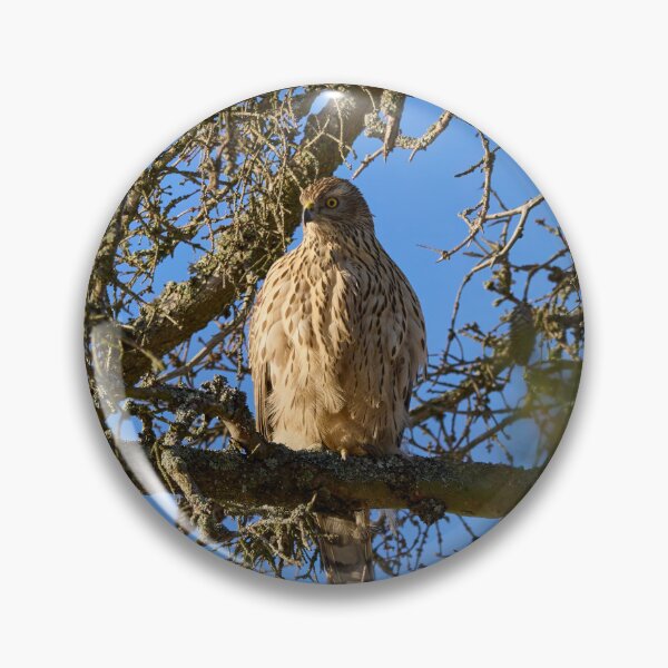 Item preview, The pose. Eurasian goshawk designed and sold by Jouko Lehto Photography.
