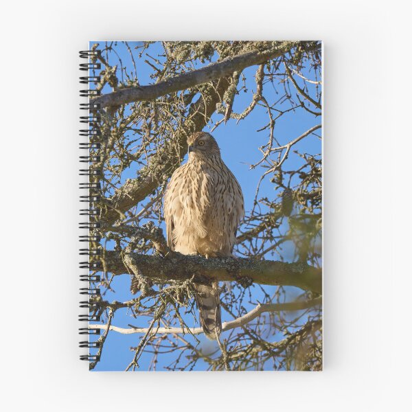 Item preview, The pose. Eurasian goshawk designed and sold by Jouko Lehto Photography.