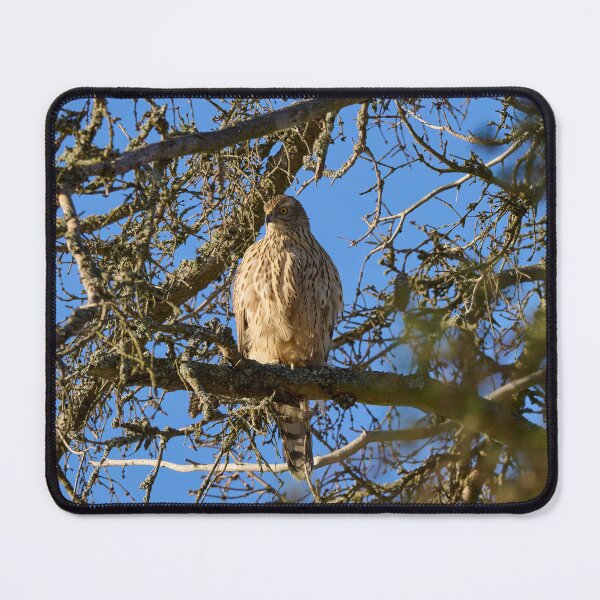 Item preview, The pose. Eurasian goshawk designed and sold by Jouko Lehto Photography.