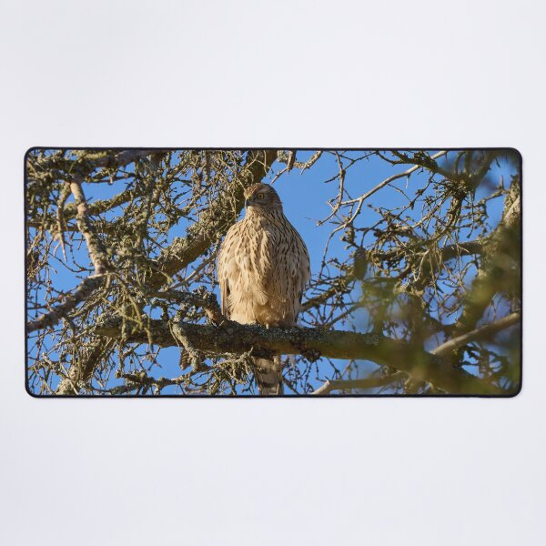 Item preview, The pose. Eurasian goshawk designed and sold by Jouko Lehto Photography.