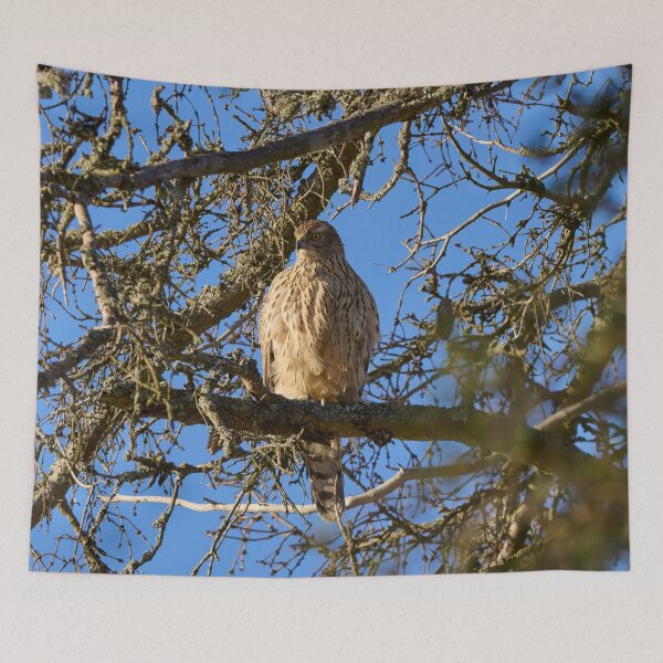 Item preview, The pose. Eurasian goshawk designed and sold by Jouko Lehto Photography.