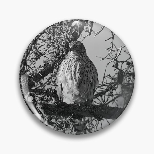 Item preview, The pose. Eurasian goshawk bw designed and sold by Jouko Lehto Photography.