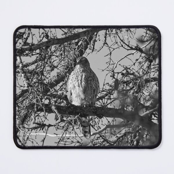 Item preview, The pose. Eurasian goshawk bw designed and sold by Jouko Lehto Photography.