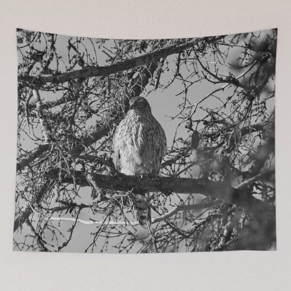 Item preview, The pose. Eurasian goshawk bw designed and sold by Jouko Lehto Photography.