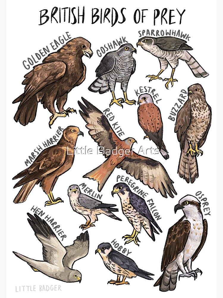 British Birds of Prey