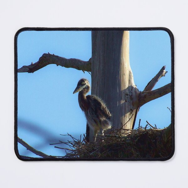 Item preview, Baby Heron In The Nest designed and sold by MercerImages.