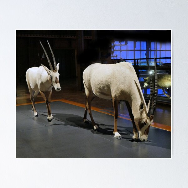Item preview, vr 3627 / finition 2023 - 27 - " Jardin des Plantes Paris " La Grande évolution " Oryx gazelle - Okaio Créations Olavia-Olao designed and sold by o.okaïo.