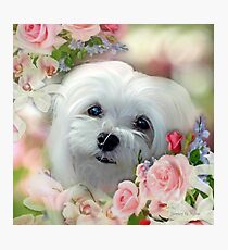 Snowdrop the Maltese - The Face that Melts my Heart Photographic Print