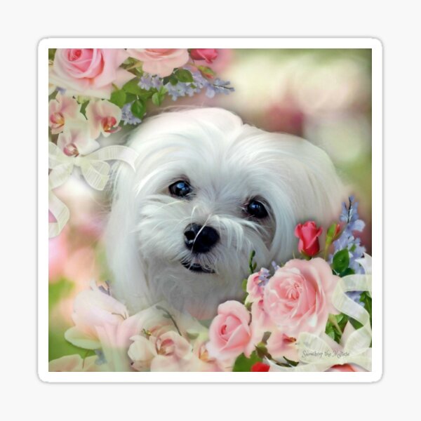 Snowdrop the Maltese - The Face that Melts my Heart Sticker
