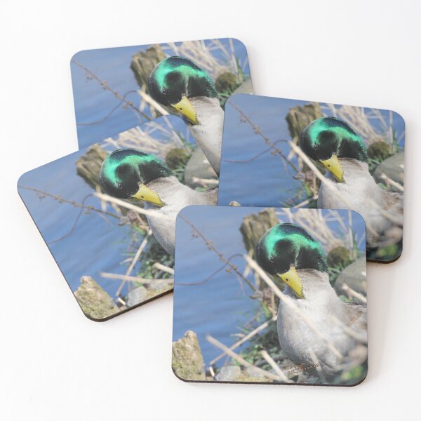 Item preview, Mallard photo designed and sold by AK-Hevonen.