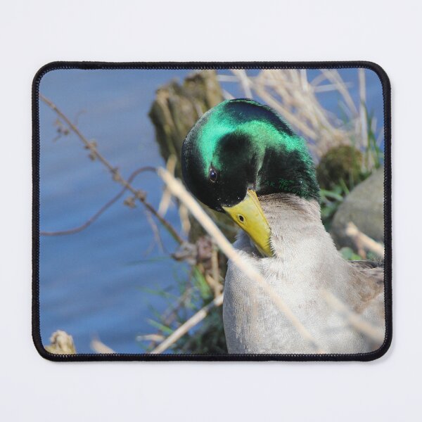 Item preview, Mallard photo designed and sold by AK-Hevonen.