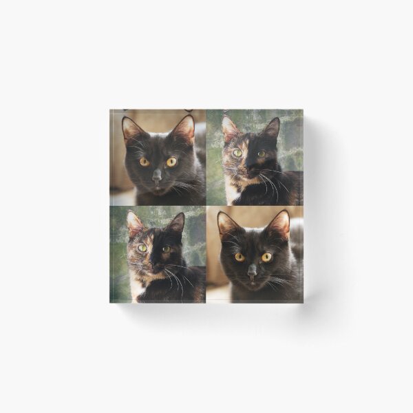 Item preview, Black cat and Tortoiseshell cat  designed and sold by ljm000.