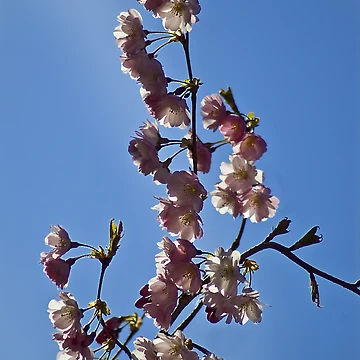 Artwork thumbnail, Spring feeling by Steve plowman