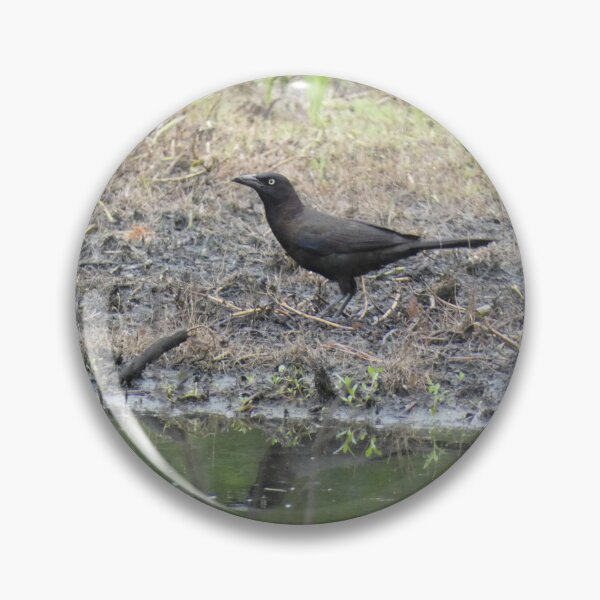 Item preview, (Un)Common Grackle designed and sold by Birds-by-Bovi.