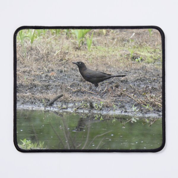 Item preview, (Un)Common Grackle designed and sold by Birds-by-Bovi.