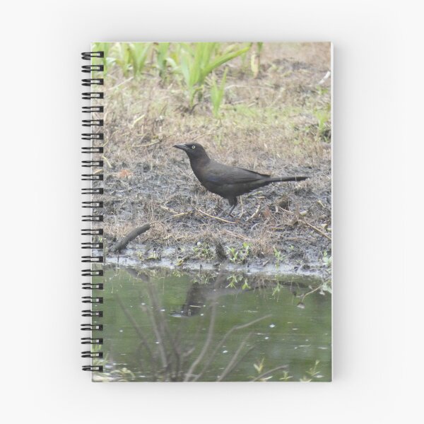 Item preview, (Un)Common Grackle designed and sold by Birds-by-Bovi.