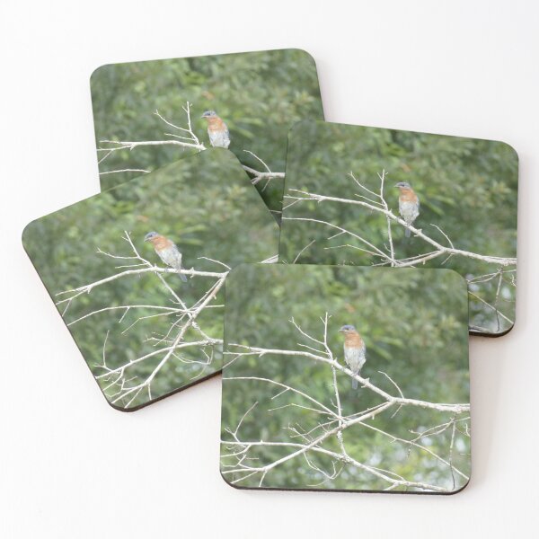 Item preview, Bluebird at Sam Houston Jones State Park designed and sold by Birds-by-Bovi.