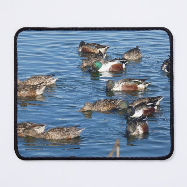 Item preview, Hungry Hungry Ducks designed and sold by Birds-by-Bovi.