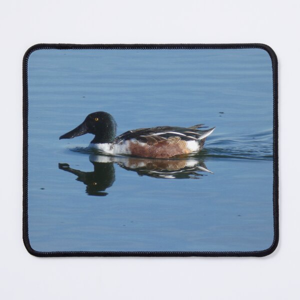 Item preview, Male Northern Shoveler designed and sold by Birds-by-Bovi.
