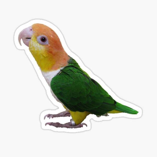 Item preview, Colorful lovebirds designed and sold by kaliguli.
