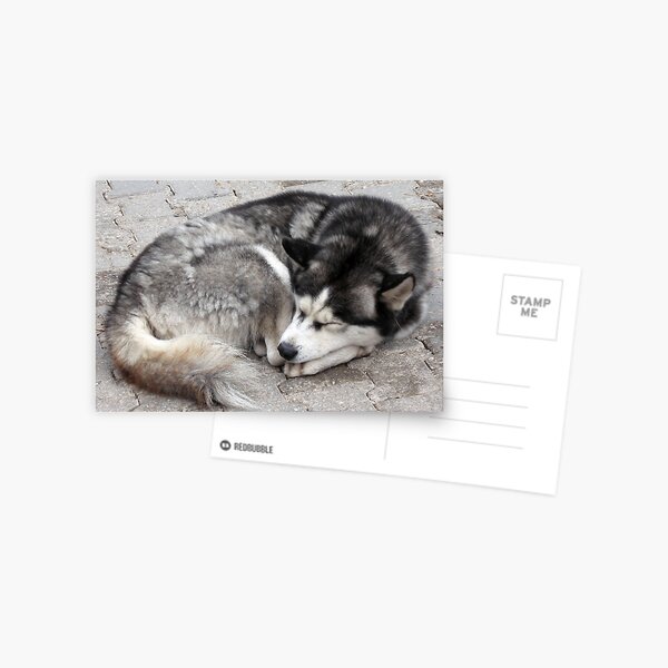 Sleeping Turkish Dog Postcard