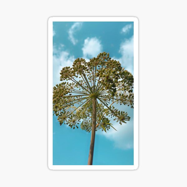 Water Hemlock Sticker