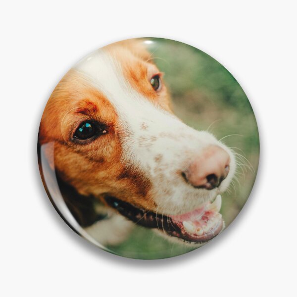 Artikelvorschau, Brittany Spaniel-Hundefoto entworfen und verkauft von TheAnimalZ00.