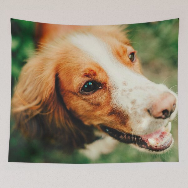 Item preview, Brittany Spaniel Dog Photo designed and sold by TheAnimalZ00.