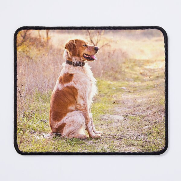 Item preview, Brittany Spaniel Photo designed and sold by TheAnimalZ00.