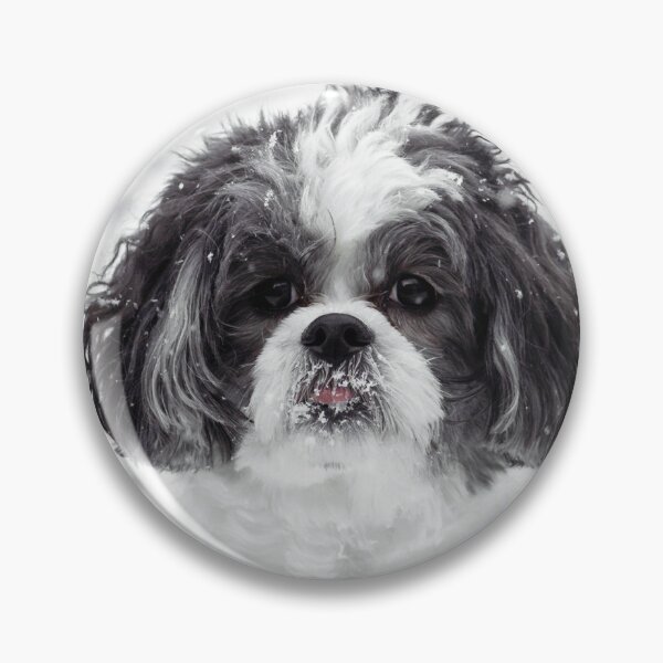 Item preview, Black And White Shih Tzu Photo designed and sold by TheAnimalZ00.