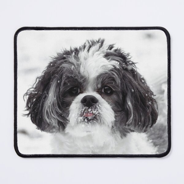 Item preview, Black And White Shih Tzu Photo designed and sold by TheAnimalZ00.