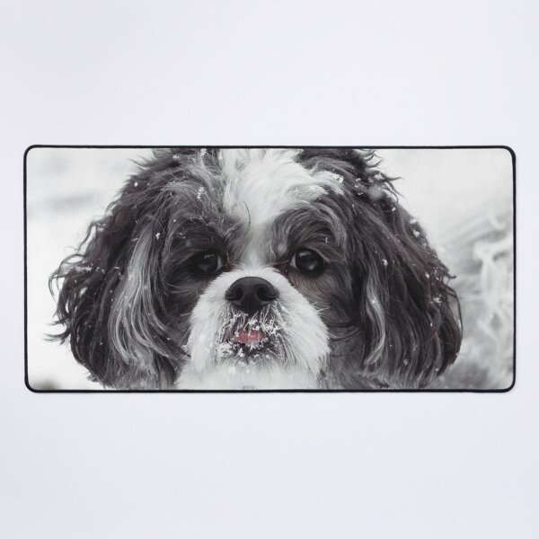 Item preview, Black And White Shih Tzu Photo designed and sold by TheAnimalZ00.