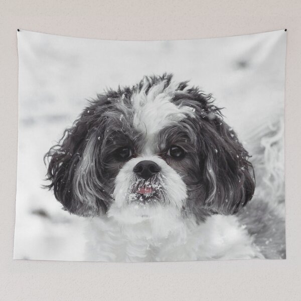 Item preview, Black And White Shih Tzu Photo designed and sold by TheAnimalZ00.